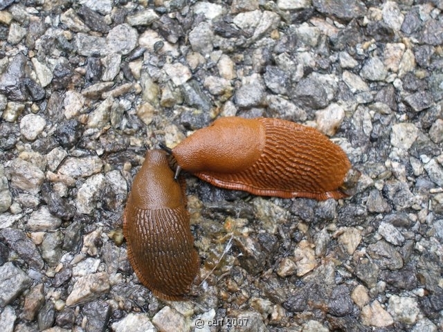 2007 05 Séjour en Brenne 013